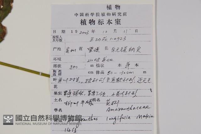 柳葉牛膝藏品圖，第2張