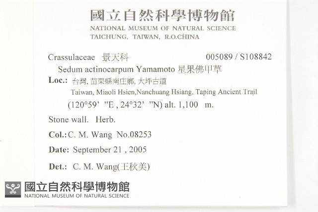 星果佛甲草藏品圖，第2張