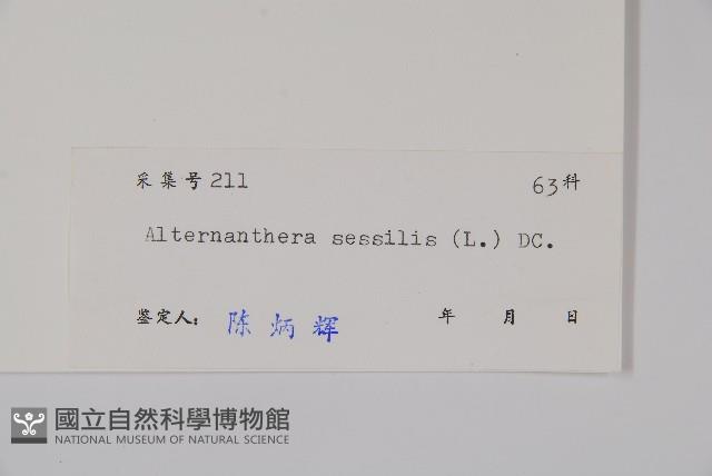 蓮子草藏品圖，第2張