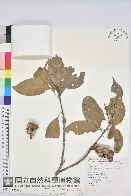 阿里山三斗石櫟藏品圖，第1張