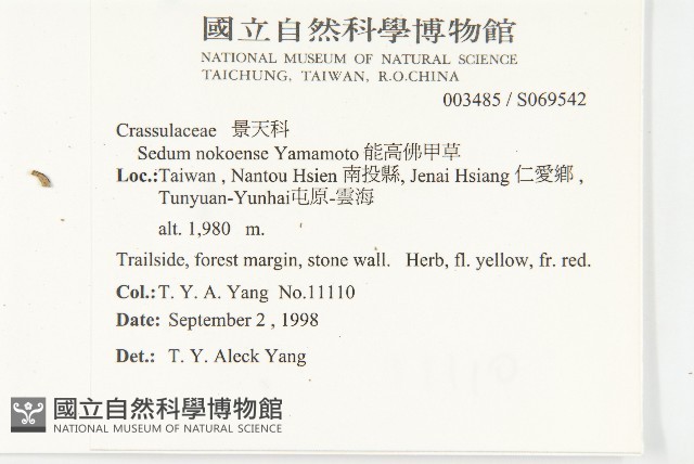 能高佛甲草藏品圖，第2張