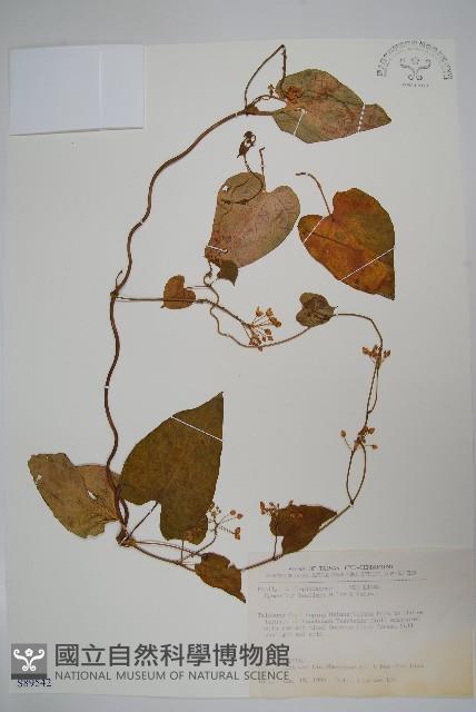 薄葉牛皮消藏品圖，第1張