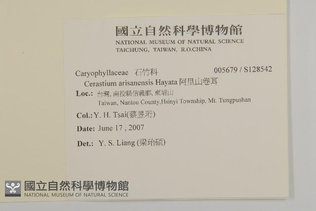 阿里山卷耳藏品圖，第2張