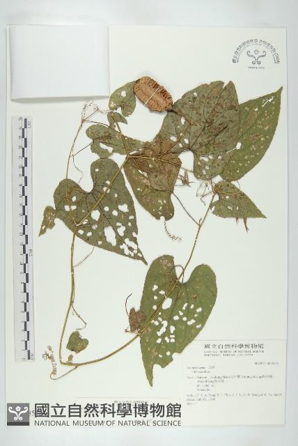 斑花青牛膽藏品圖，第1張