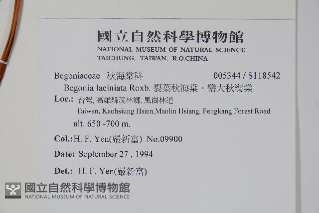 裂葉秋海棠、巒大秋海棠藏品圖，第2張