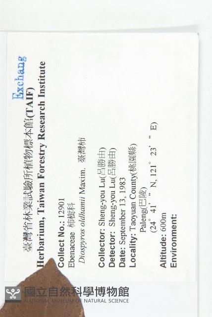 俄氏柿藏品圖，第2張