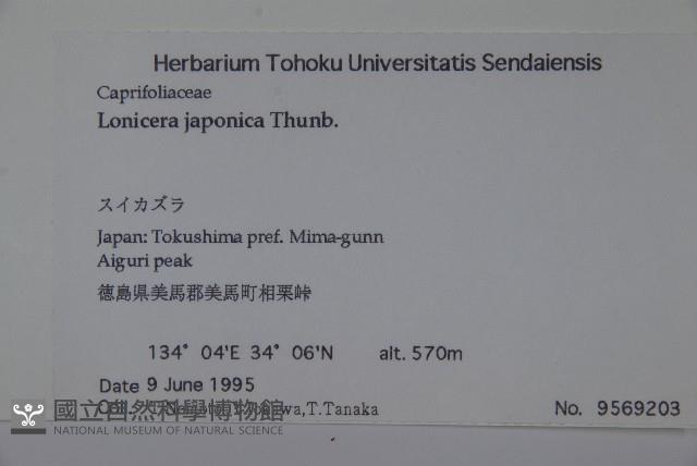 忍冬、金銀花藏品圖，第2張