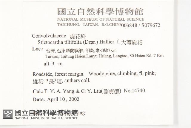 大萼旋花藏品圖，第2張