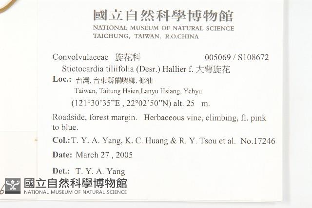 銳葉牽牛藏品圖，第2張