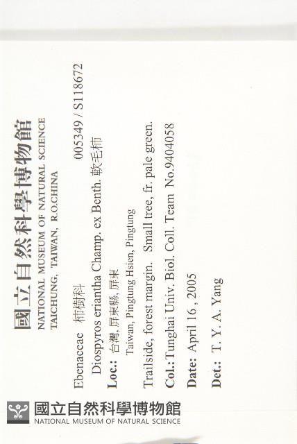 軟毛柿藏品圖，第2張