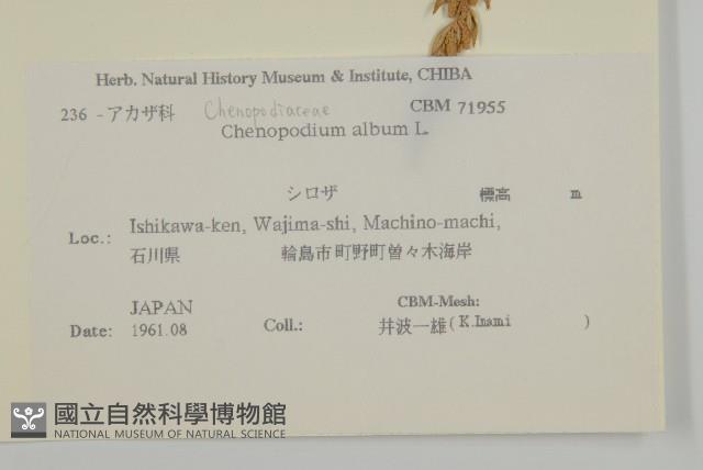 藜、灰藜藏品圖，第2張