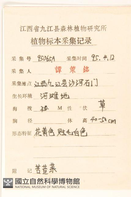 苦滇菜、苦菜藏品圖，第2張