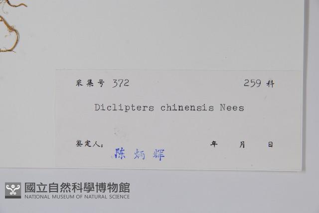 華九頭獅子草藏品圖，第2張