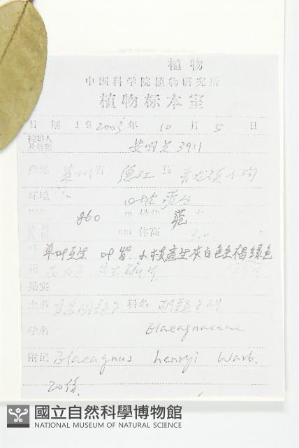 宜昌胡頹子藏品圖，第2張