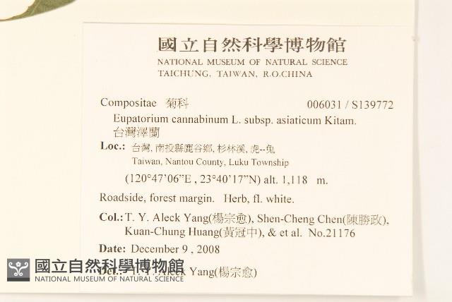 台灣澤蘭藏品圖，第2張