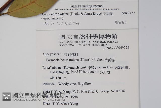 山寶鐸花藏品圖，第2張