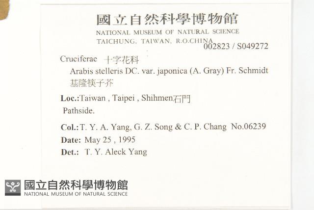 基隆筷子芥藏品圖，第5張