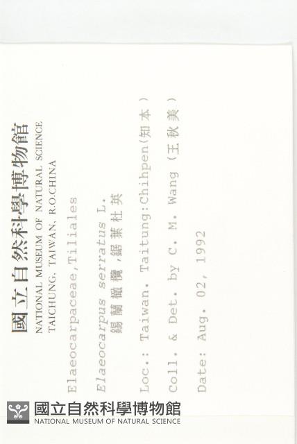 錫蘭橄欖、鋸葉杜英藏品圖，第2張