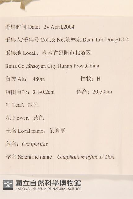 鼠麴草藏品圖，第2張