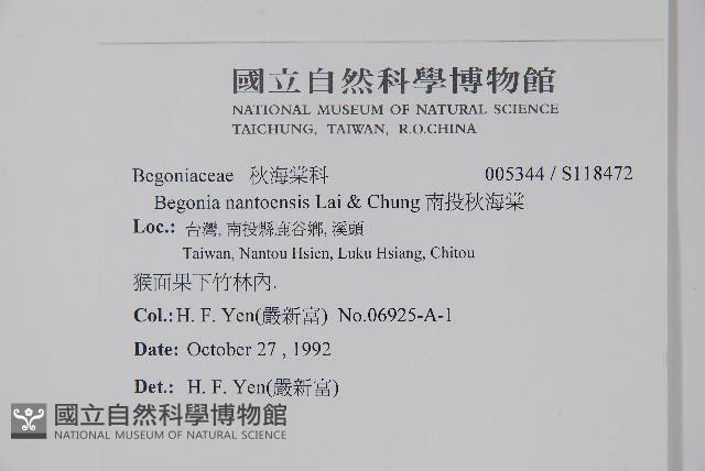 南投秋海棠藏品圖，第2張