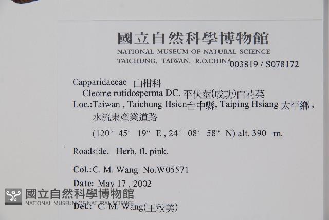 平伏莖白花菜、成功白花菜藏品圖，第2張