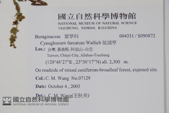 琉璃草藏品圖，第2張