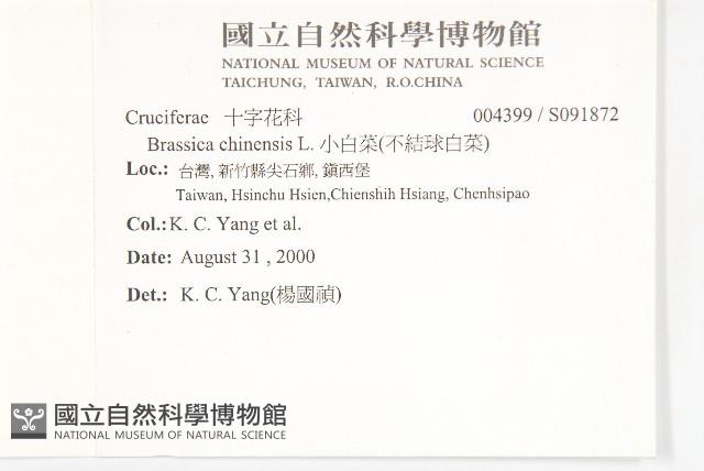 小白菜、不結球白菜藏品圖，第2張