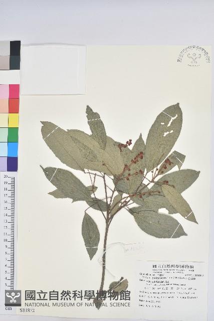 粗糠柴藏品圖，第1張