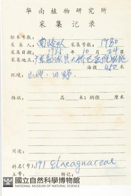 藤胡頹子藏品圖，第2張