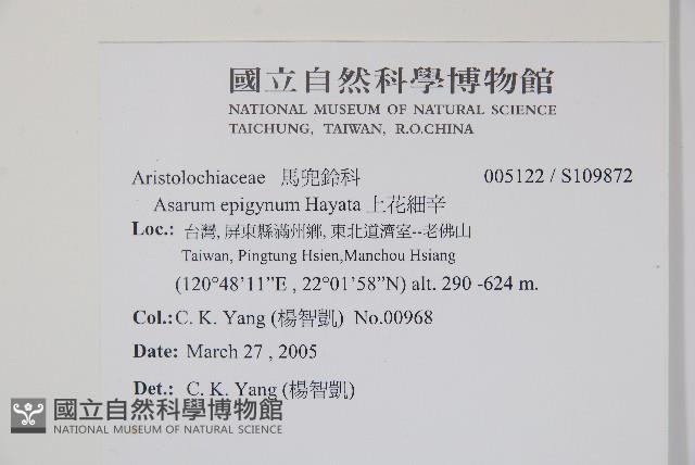 上花細辛藏品圖，第2張