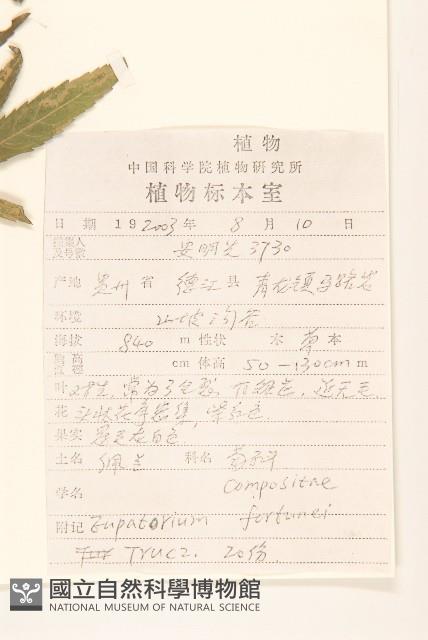 佩蘭藏品圖，第2張