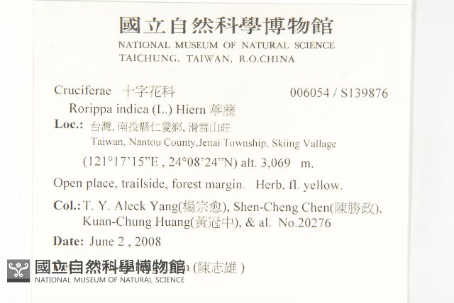 彎果黃菫藏品圖，第2張