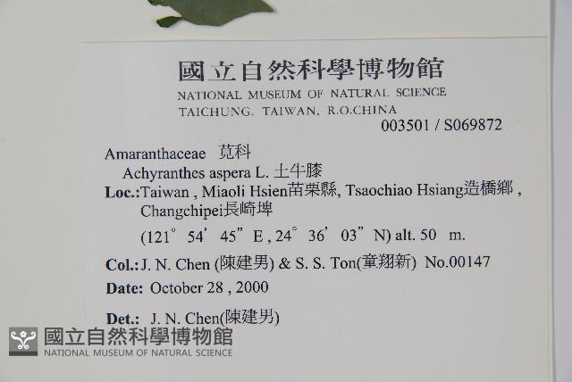 土牛膝藏品圖，第2張