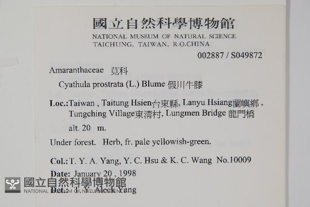 假川牛膝藏品圖，第2張