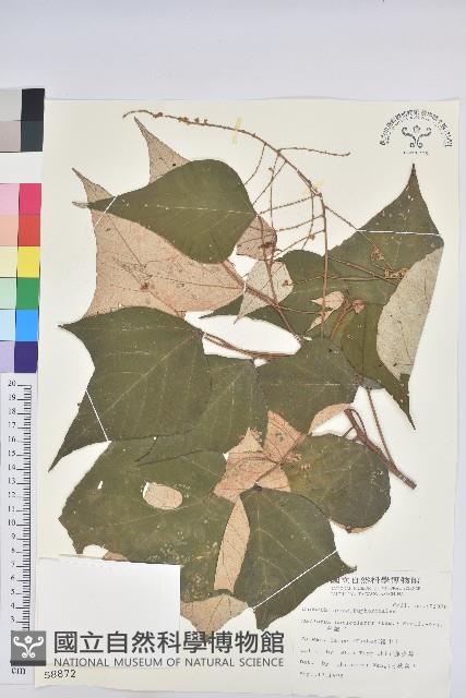 白匏子藏品圖，第1張