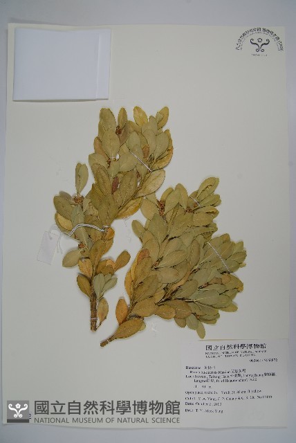 琉球黃楊藏品圖，第1張