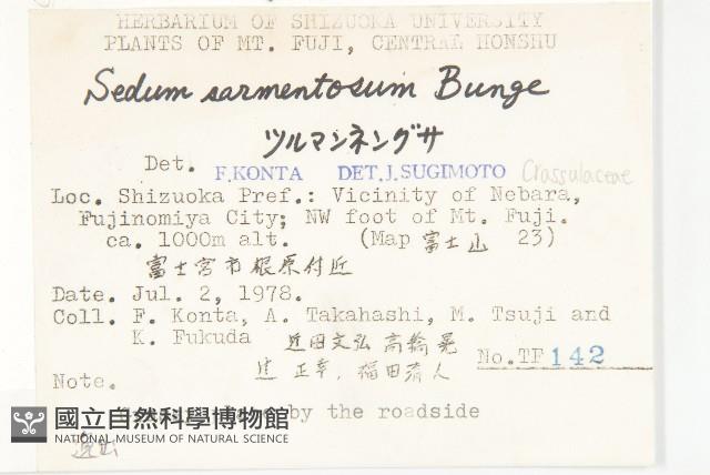 垂盆草藏品圖，第2張