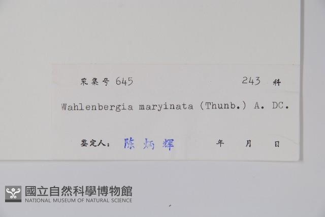 細葉蘭花參藏品圖，第2張