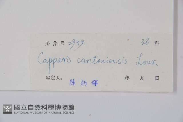 廣州山柑藏品圖，第2張