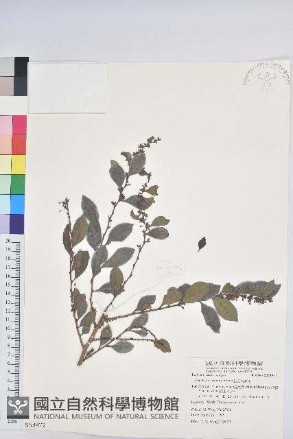 細葉饅頭果藏品圖，第1張