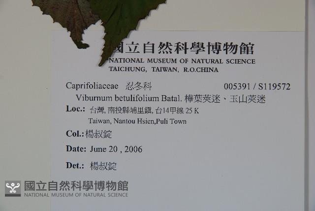 樺葉莢迷、玉山莢迷藏品圖，第2張