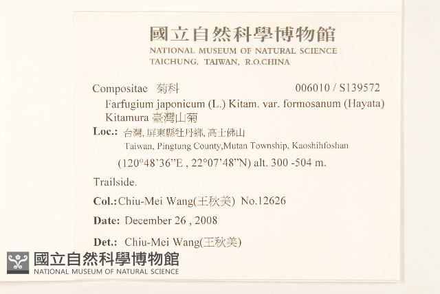 臺灣山菊藏品圖，第2張