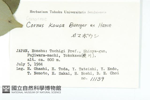 四照花藏品圖，第2張