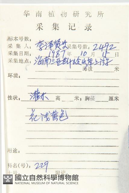 毛柿藏品圖，第2張