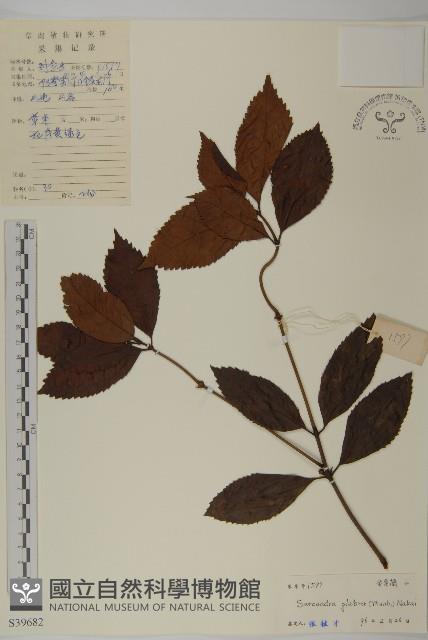 草珊瑚、紅果金粟蘭藏品圖，第1張