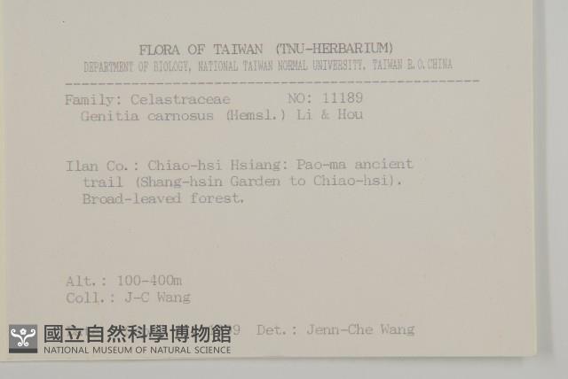 厚葉衛矛藏品圖，第2張