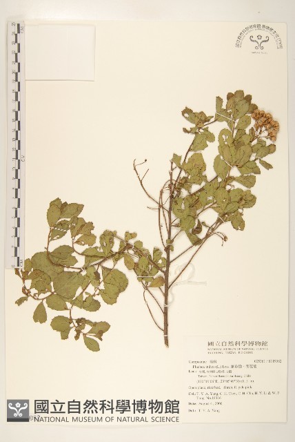 鯽魚膽、闊苞菊藏品圖，第1張