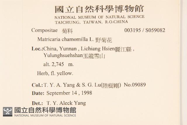 野菊花藏品圖，第2張