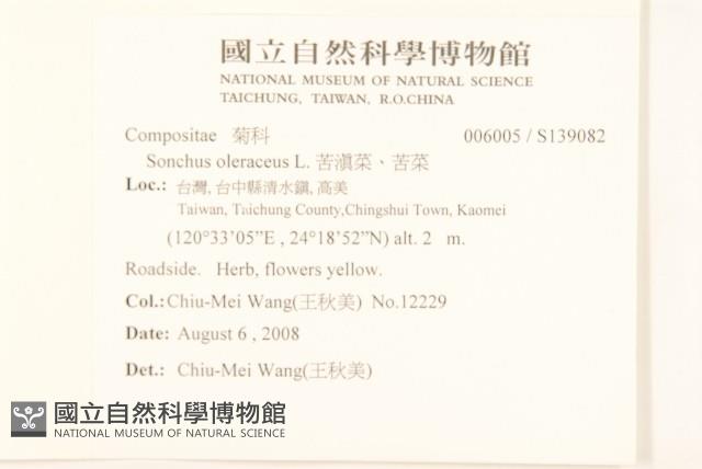 苦滇菜、苦菜藏品圖，第2張