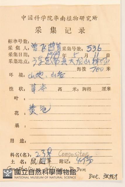 鼠麴草藏品圖，第2張